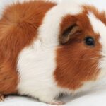 Abyssinian Guinea Pig Ozellikleri ve Bakimi