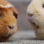 Guinea Pig Ginepig Ishal Nedenleri ve Tedavisi