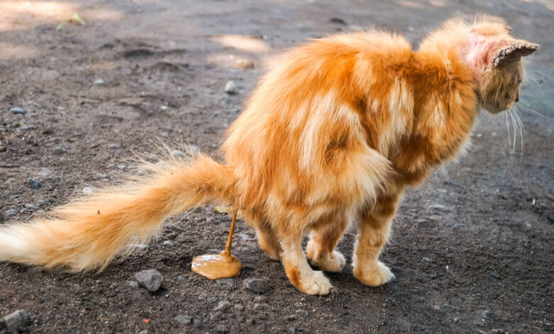 Kedi Diskisinda Kan Olmasinin Sebepleri ve Tedavi Yontemleri