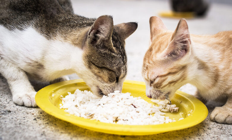 Kedi Irklarina Ozel Beslenme Blog o zwierzetach