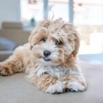 Maltipoo Ozellikleri ve Bakimi Blog o zwierzetach