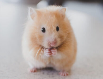 Sibirya Hamsteri Bakimi ve Ozellikleri